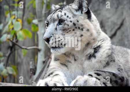 Irbis Snow Leopard Uncia Uncia giacente in appoggio alla ricerca madre carino Stock Photo Foto Stock