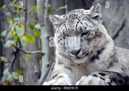 Irbis Snow Leopard Uncia Uncia giacente in appoggio alla ricerca madre carino Stock Photo Foto Stock