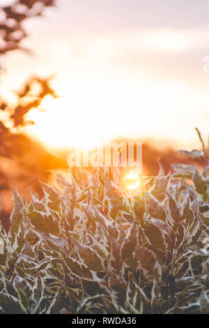 Tramonto con foglie e calore Foto Stock