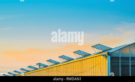 La facciata della serra di vetro con le finestre aperte per la ventilazione sul tetto. Grande Serra industriale al tramonto. Foto Stock