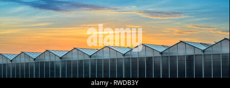 Grande Serra industriale al tramonto. Splendido tramonto rosso e arancio cielo sopra la costruzione di serre impianto. Vista panoramica della serra a Foto Stock