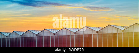 Grande Serra industriale al tramonto. Splendido tramonto rosso e arancio cielo sopra la costruzione di serre impianto. Vista panoramica della serra a Foto Stock