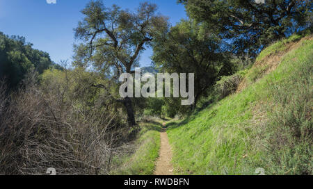 Canyon Trail attraverso il verde alberato nel deserto della California del sud. Foto Stock