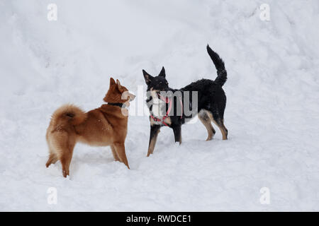 Carino Shiba Inu e cagnaccio nero sta giocando il bianco della neve. Gli animali da compagnia. Foto Stock