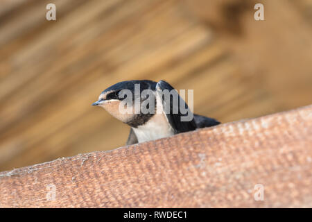 Swallow annidata siede sul soleggiato trave in legno sotto il tetto Foto Stock