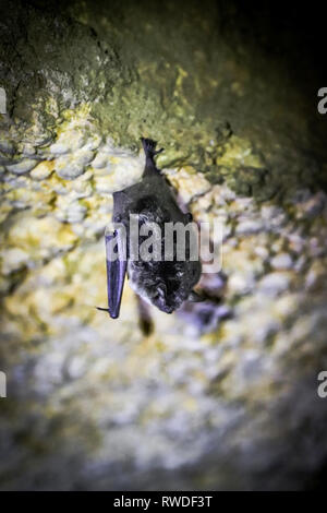 Un pipistrello solitario in cerca di un ricovero per hibination nelle catacombe di Odessa. Foto Stock