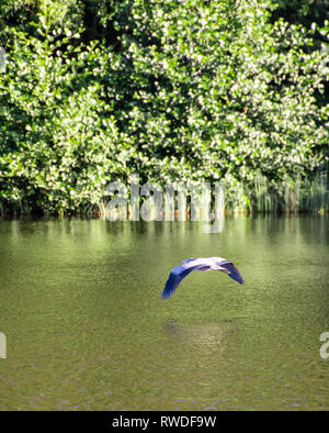 Un Airone cenerino volare sopra le acque del Loch Linlithgow in Scozia Foto Stock