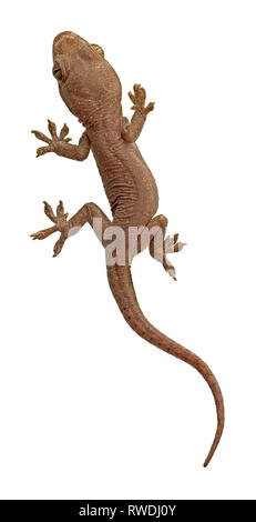 Casa malese Gecko, Hemidactylus frenatus (Schlegel, 1836), di recente il giovane tratteggiata Foto Stock