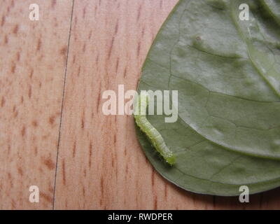 Green worm su un impianto foglia sul terreno Foto Stock