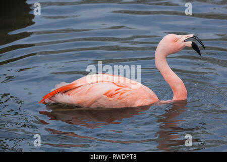 Flamingo cileni (Phoenicopterus chilensis). La balneazione. Piume e piuma per la cura e la manutenzione. Uno di un gregge di allevamento che vivono in una raccolta zoologica.​ Foto Stock