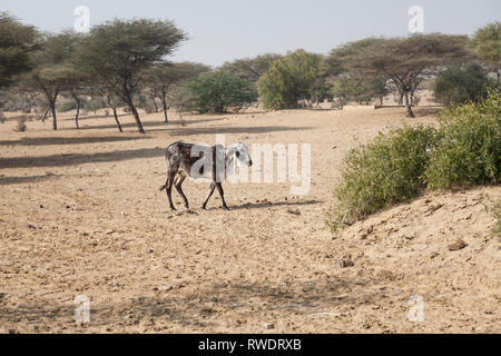 Vacche nel deserto di Thar, Jaisalmer, Rajasthan, India, Asia Foto Stock