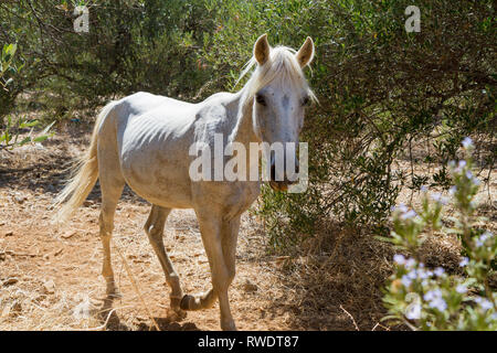 Skinny slim White Horse Running free in uliveto in estate Foto Stock