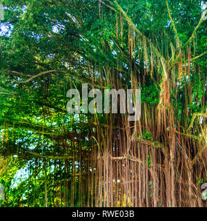 Bella struttura Banyan Tree al Porto di Hilo Hawaii Foto Stock