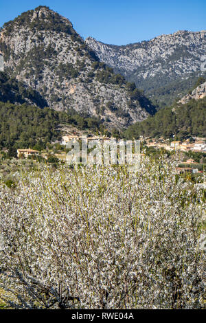 Almond blossom stagione vicino villaggio Caimari, Maiorca, isole Baleari, Spagna Foto Stock