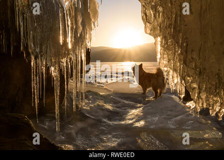 Incredibile sunrise oltre le montagne e il lago ghiacciato in inverno da una caverna di ghiaccio con ghiaccioli e un cane. Lago Teletskoye, Altai, Russia Foto Stock