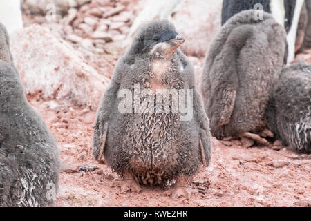 Adelie penguin Pygoscelis adeliae pulcini in piedi nella colonia di allevamento, Antartide Foto Stock