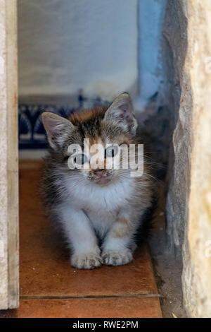 Timida tartaruga calico gattino Foto Stock