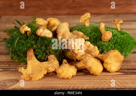 Funghi finferli su sottobosco di muschio Foto Stock