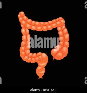 Realistica del colon umano isolato su sfondo bianco. Illustrazione Vettoriale