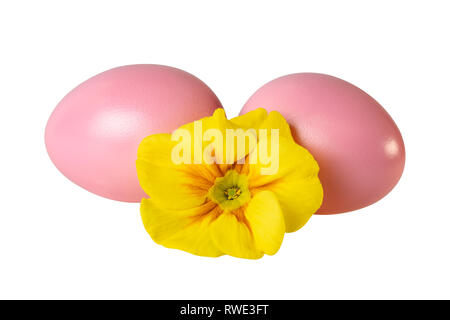 Rosa le uova di pasqua con giallo primrose fiore sul bianco. Immagine inclusa tracciato di ritaglio Foto Stock