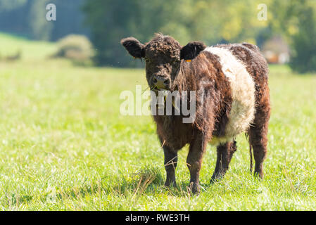 Belted Galloway vacca è in piedi in una succosa pascolo in Baviera Germania e guarda avanti Foto Stock