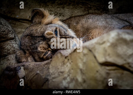 Femmina leone asiatico (Panthera leo persica) rilassante. La fauna animale. Foto Stock