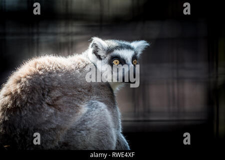 Anello di scimmia-tailed lemur (Lemur catta). La vita selvatica animale. Foto Stock