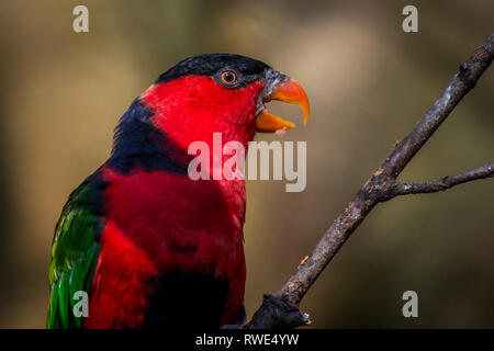 Molto bella a pappagallo nero-capped lory (Lorius lory). La fauna animale. Foto Stock