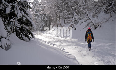 Una femmina solitario escursionista passeggiate attraverso una coperta di neve foresta in una foresta alpina in inverno. Il sentiero e gli alberi sono coperti di neve fresca. Foto Stock