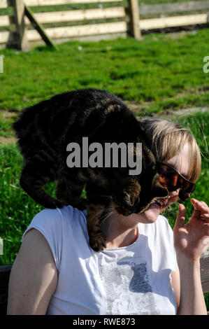 Un gatto Manx senza la sua coda, si arrampica sulla spalla del suo caregiver al Mann Cat santuario sulla isola di Man Isola di Man con la sua capitale Foto Stock