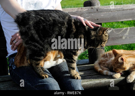 Un Manx cat ( senza una coda) con il suo accompagnatore al Mann Cat santuario sulla isola di Man Isola di Man con la sua capitale, Douglas si trova in Foto Stock