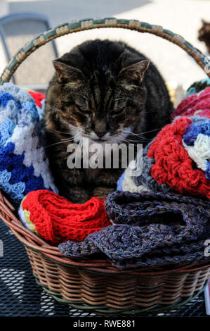 Un Manx cat ( senza una coda) al Mann Cat santuario sulla isola di Man Isola di Man con la sua capitale, Douglas si trova nel centro di t Foto Stock