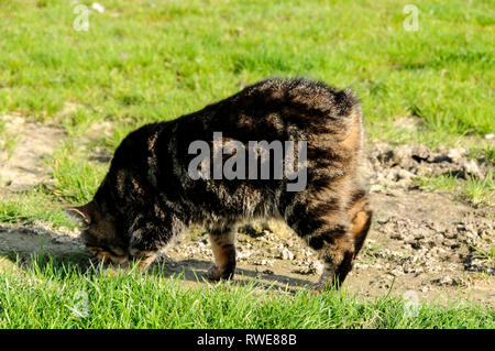 Un Manx cat (senza una coda) al Mann Cat santuario sulla isola di Man Isola di Man con la sua capitale, Douglas si trova nel centro di t Foto Stock