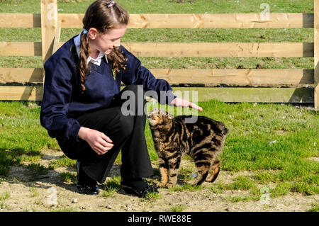 Una ragazza di scuola volontario con un Manx cat (senza una coda) al Mann Cat santuario sulla isola di Man Isola di Man con la sua capitale, Douglas Foto Stock