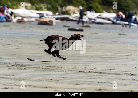 Un Dobermann in esecuzione sulla lunga spiaggia vicino a Tofino, British Columbia, Canada Foto Stock