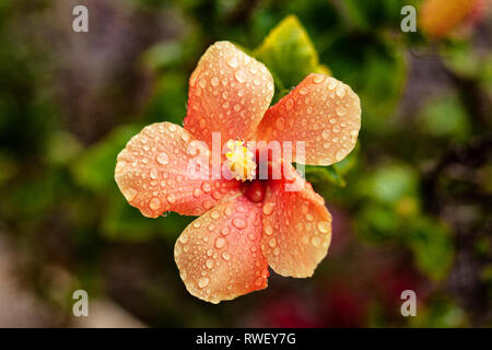 Ibisco arancione con gocce di pioggia su petali e stame - Immagine Foto Stock