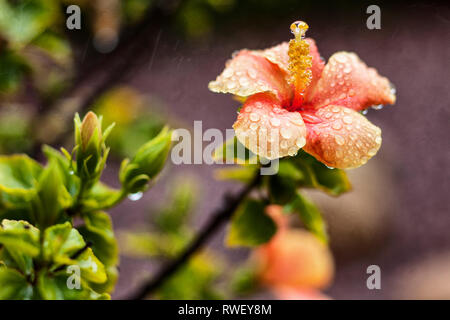 Ibisco arancione con gocce di pioggia su petali e stame - Immagine Foto Stock