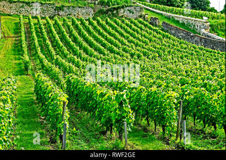 Vigneto, Saint-Emilion, Gironde Department, Aquitaine, Francia Foto Stock