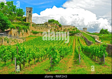 Vigneto, Saint-Emilion, Gironde Department, Aquitaine, Francia Foto Stock