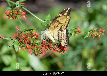 Il giallo e il nero farfalla posata su un fiore rosso nella foresta pluviale di farfalla di Gainesville Florida Foto Stock