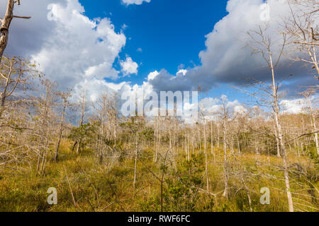 Grandi nuvole bianche nel cielo blu dietro cipressi a Kirby Storter parco stradale in Big Cypress National Preserve su Tamiami per voli Trail nel sud della Florida Foto Stock