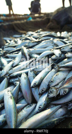 Pila di piccolo pesce pescato dai pescatori - Tibiao, antichi - Filippine Foto Stock