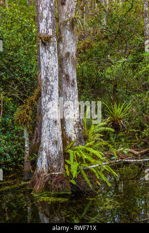 Cipressi nella palude in Sweetwater Slough su Loop Road in Big Cypress National Preserve in Florida Foto Stock