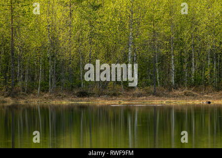 Lakeside foresta in Finlandia di argento misto di betulle e pini Foto Stock
