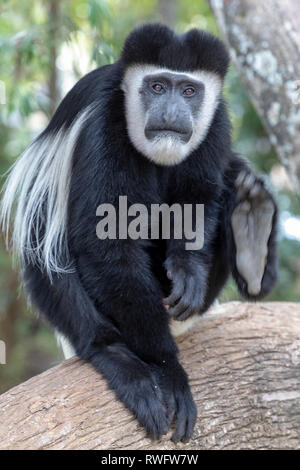 African Colobus Monkey Foto Stock