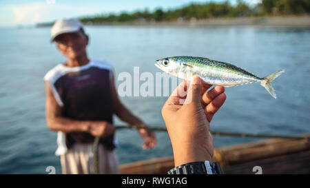 Mano azienda piccoli pesci pescati, con pescatore - Tibiao, antichi - Filippine Foto Stock