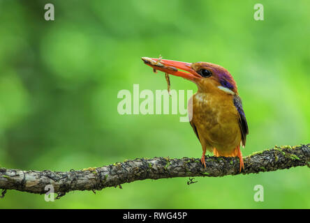 Nana orientali Kingfisher con kill, Ceyx erithaca, Kokan, Maharashtra, India. Foto Stock