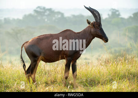 Topi, Damaliscus lunatus jimela, settore Ishasha nel Parco Nazionale Queen Elizabeth, Uganda Foto Stock