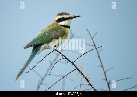 Bianco-throated Bee-eater Merops albicollis Ishasha, settore nel Parco Nazionale Queen Elizabeth, Uganda Foto Stock