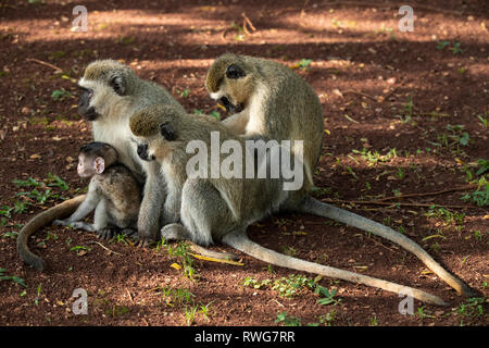 Le scimmie Vervet, Cercopithecus aethiops, Bujagali, Uganda Foto Stock